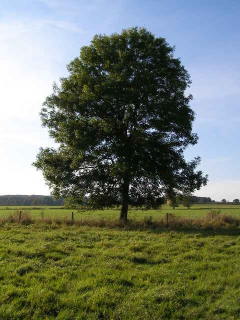 Tree IRL